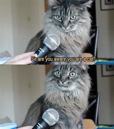 37 Of The Best Cat Memes The Internet Has Ever Made