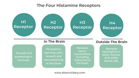 The Nervous System and Histamine