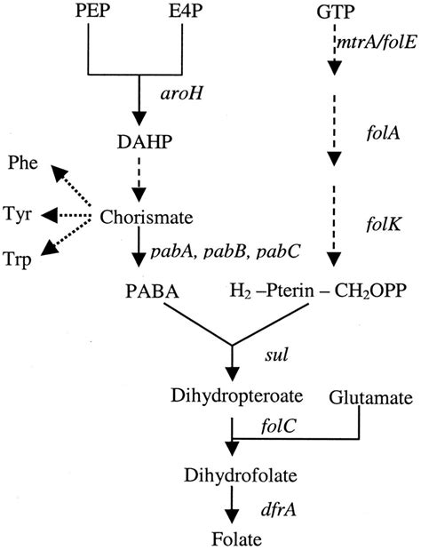 Folic pathway schematic showing the flow of metabolites and the genes... | Download Scientific ...