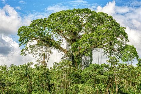 Kapok Tree Photograph by Donald Lanham - Pixels