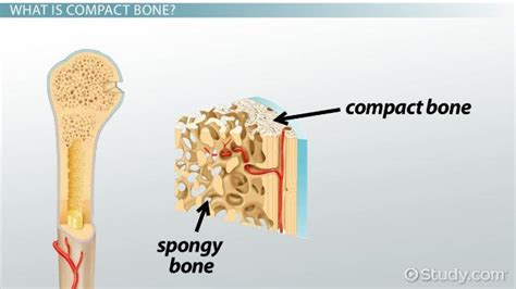 Compact Bone | Function, Structure & Location - Video & Lesson Transcript | Study.com