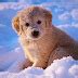Adorable Golden Retriever Puppies in the Snow! - Snow Addiction - News about Mountains, Ski ...