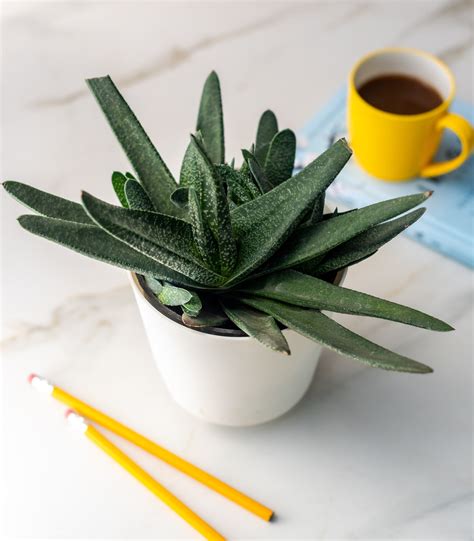 Gasteria | Indoor Plants Online | Buy Plants Online | House Plants ...