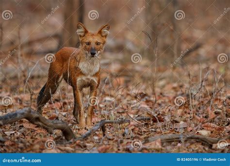 Indian Wild Dog in the Nature Habitat in India Stock Photo - Image of ...