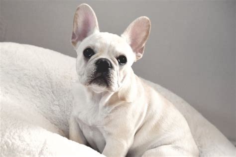 All the French Bulldogs colors (with pictures!) - DogsPlanet.com