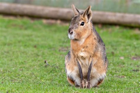 Wildlife of Patagonia - Country Walkers