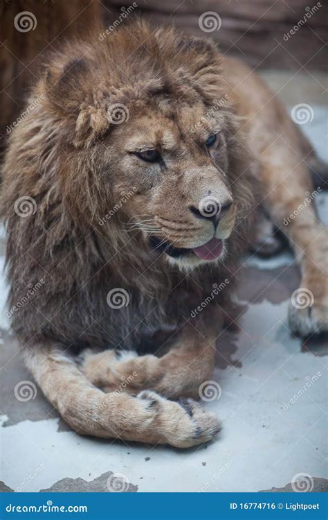 Majestic lion stock photo. Image of natural, background - 16774716