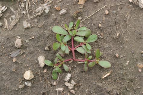 Common purslane – Portulaca oleracea - Plant & Pest Diagnostics