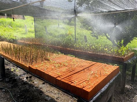 Making Bamboo Nursery Tables for a Unique Bamboo Propagation Method