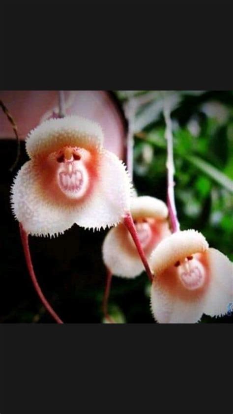 Funny Flowers | Unusual flowers, Strange flowers, Orchids