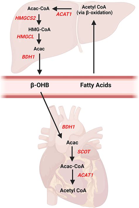 Frontiers | Ketone Body Metabolism in the Ischemic Heart