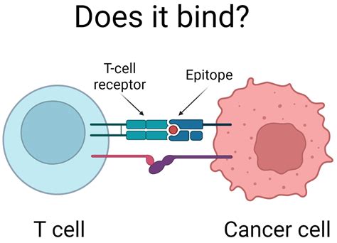 GitHub - tonyreina/tdc-tcr-epitope-antibody-binding: Example notebook ...