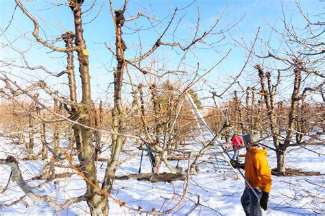 Apple Pruning | Stemilt