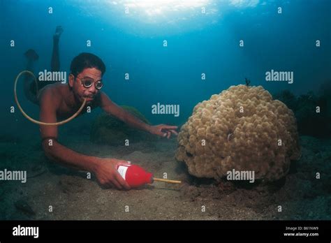 Cyanide fishing in coral reef Stock Photo, Royalty Free Image: 20937429 - Alamy