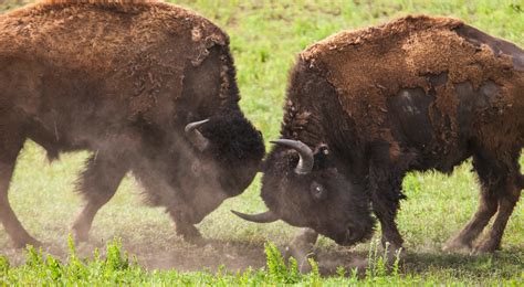 Oklahoma Bison | The Nature Conservancy