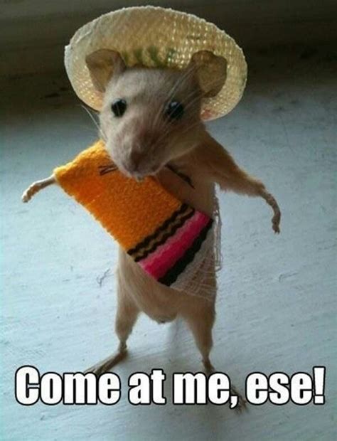 Pin by Lone Wolvve on Hilarious | Funny animal memes, Funny rats, Funny animal pictures