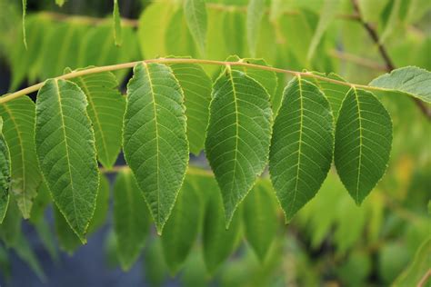 Black Walnut leaf 1 - Ontario Native Plant Nursery | Container Grown ...