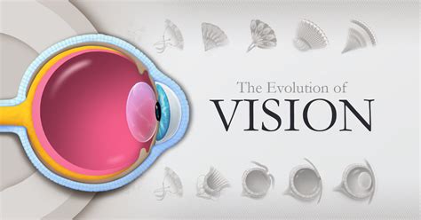 Visualizing the Evolution of Vision and the Eye