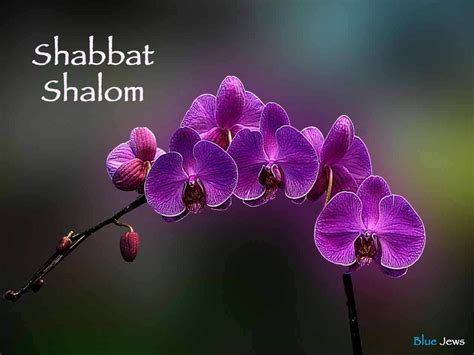 Shabbat Shalom Purple Flowers – Durban Jewish Social Services