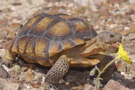 Desert Tortoise | Animal Wildlife