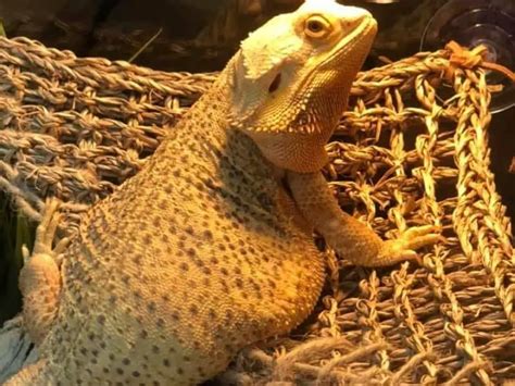 Overweight Bearded Dragon - Signs and Weight Loss Tips | Being Reptiles