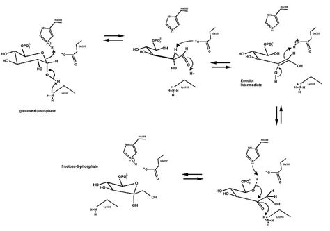 Difference Between Isomerase and Mutase Enzyme | Compare the Difference Between Similar Terms