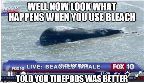 Beached Whale Meme 25+ Best Killer Whale Memes