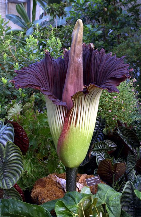 Corpse Flower - Amorphophallus Titanum - TreePans