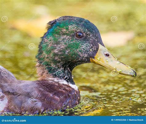 Portrait of a Juvenile Male Mallard Duck Molting Feathers in the Floodplain of the Minnesota ...