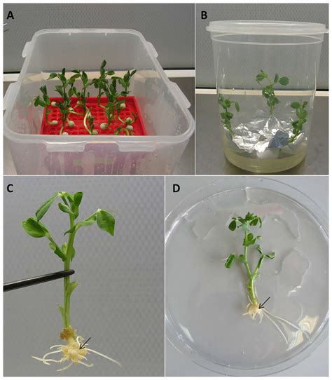 Agrobacterium rhizogenes—mediated transformation of Pisum sativum L. roots as a tool for ...