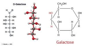 Galactose Metabolism: Enzymes, Steps, Pathways, Uses