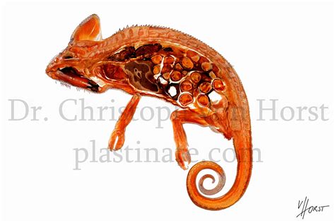 Cameleon reptile anatomy print - Plastination Anatomy Embedding