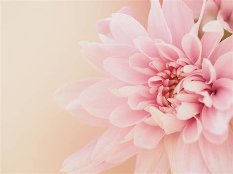 Fleur De Dahlia Sur Fond Rose Clair · Photo gratuite