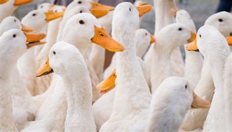 France moves to cull more ducks in “race against time” to stop bird flu ...