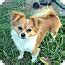 Beethoven Adoption Pending | Adopted Dog | Metairie, LA | Papillon ...