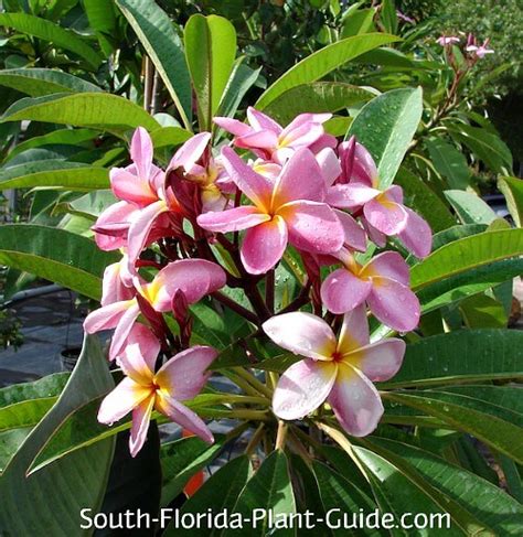 25+ How Often To Water Plumeria - TrudySorcha