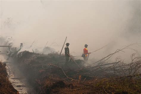 Indonesia’s peatland restoration claims in question as fires flare up - Pattrn