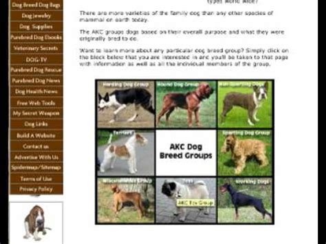 AKC Dog Breed Groups - AKC Dog Breed Classes - YouTube