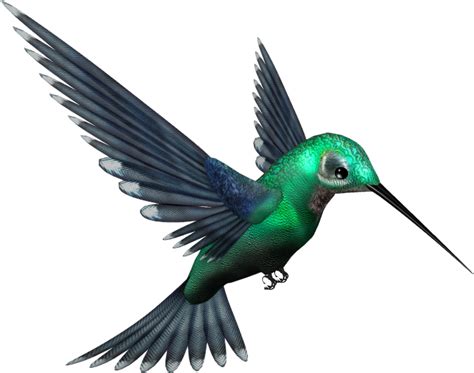 Hummingbird PNG Transparent Images