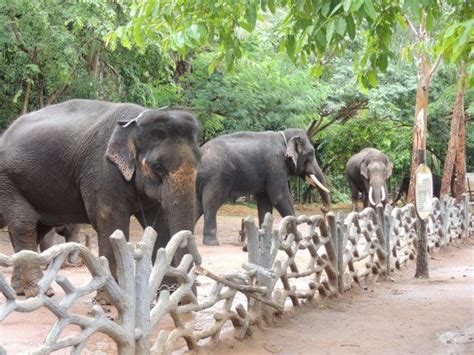 The Sakrebailu Elephant Camp is a forest camp for captive elephants in Karnataka. Situated at a ...