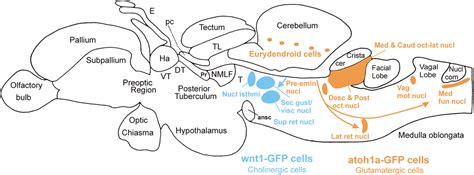 Frontiers | The Long Adventurous Journey of Rhombic Lip Cells in Jawed ...