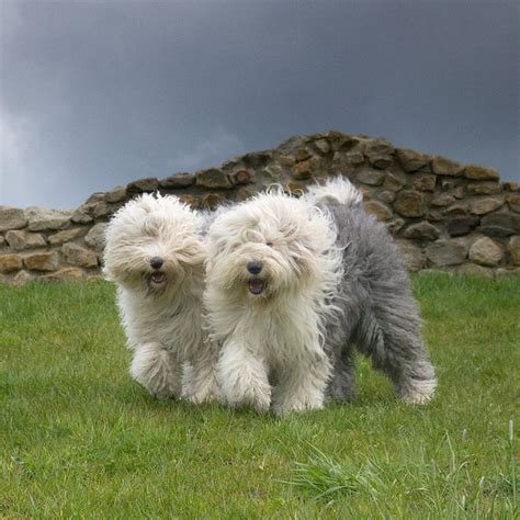 The Old English Sheepdog: Another Breed in Trouble?