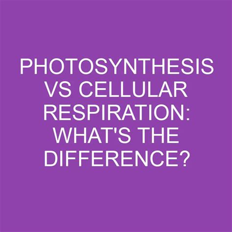 Photosynthesis Vs Cellular Respiration: What's The Difference? » Differencess