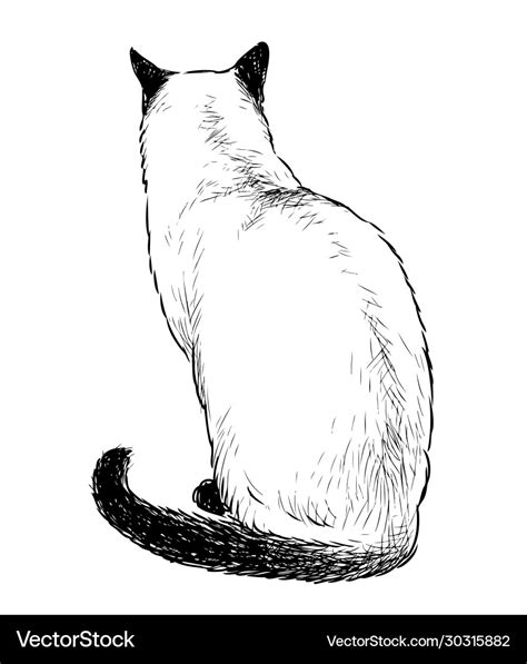 Freehand drawing sitting domestic siamese cat Vector Image