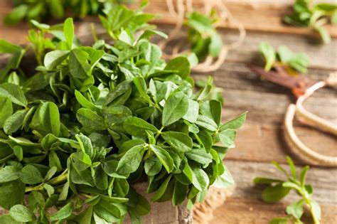 Fenugreek Leaves - Nutrition, Benefits, And Side Effects - HealthifyMe