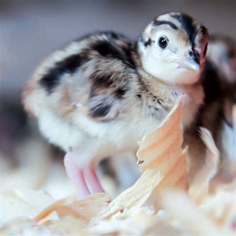 baby-pheasant | Gisi Pheasant Farms