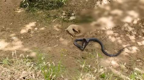 Mongoose and cobra engage in a deadly fight. Fascinatingly scary clip goes viral | Trending ...