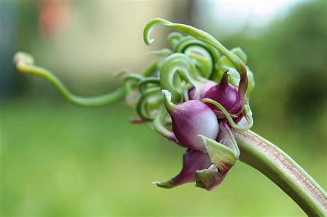 The Three Ways to Propagate Garlic | Gardener’s Path