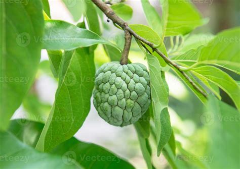 Custard apple on tree 21892936 Stock Photo at Vecteezy