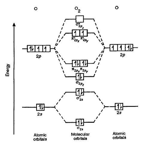 O2 molecules there are 1 sigma bond and 1 pi bond and 2 lone pair of ...